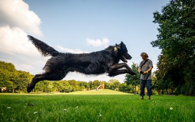 Stadt schafft Hundesteuermarke ab