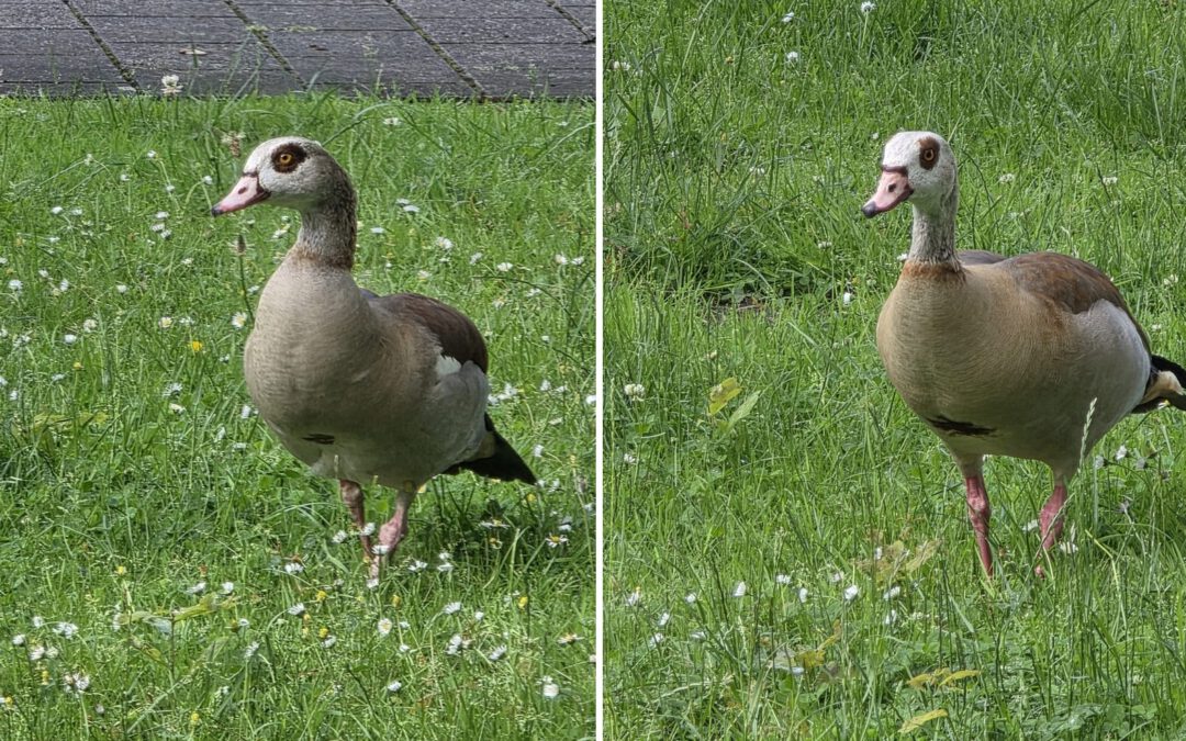 Zwei Gänse lieben Lohberg