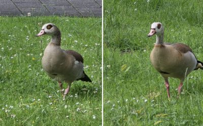 Zwei Gänse lieben Lohberg