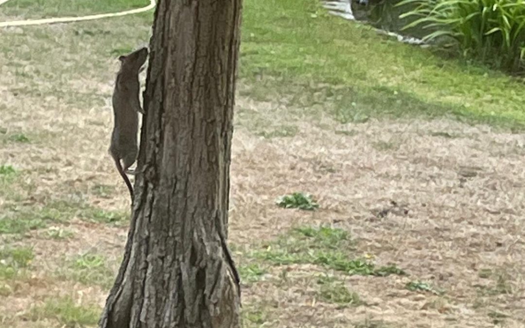 Bilder zeigen Ratten und Müll an der Freizeitanlage
