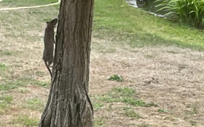 Bilder zeigen Ratten und Müll an der Freizeitanlage