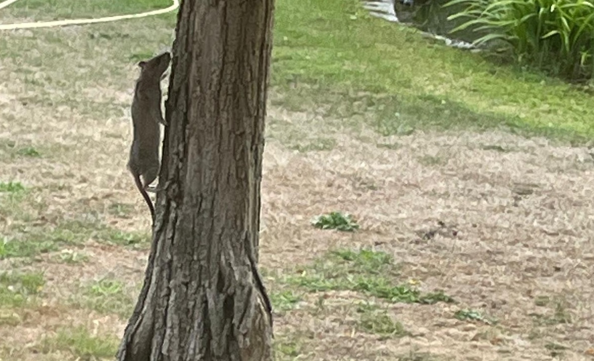 Bilder zeigen Ratten und Müll an der Freizeitanlage
